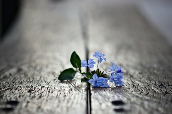 Fleur bleue avec des feuilles vertes