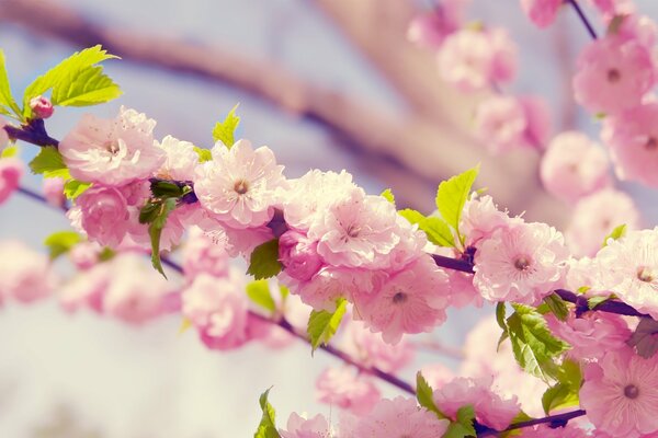 Una rama de Sakura florece en primavera