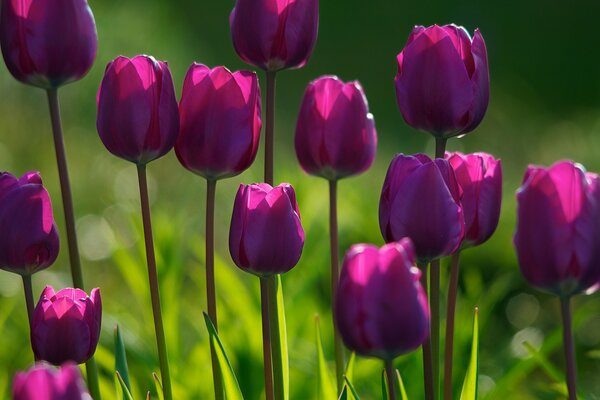 Champ de tulipes de couleur Marsal