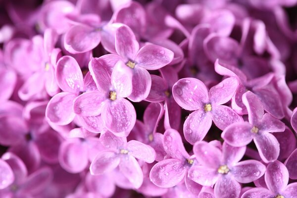 Fioritura lilla della primavera in natura