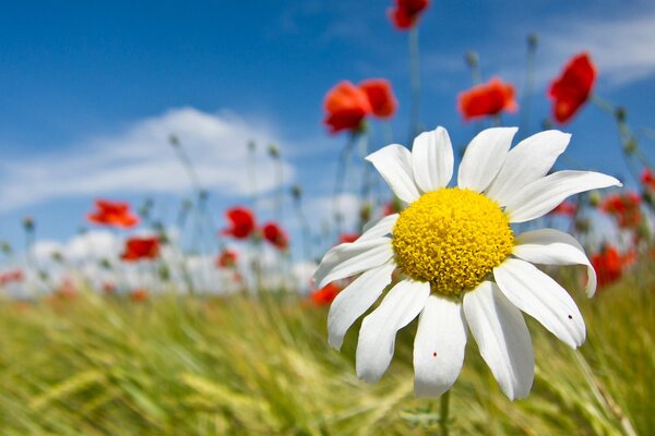 Close-up shooting. Chamomile and poppies in the field