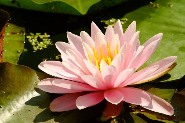 Flor de lirio de agua rosa