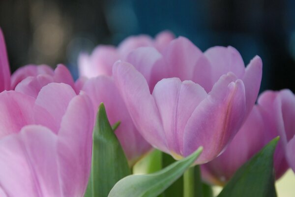 Tulpen werden im Frühjahr zum Treffen enthüllt