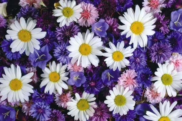 Flower crown of daisies, cornflowers and bluebells