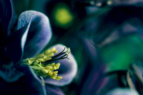 Delightful petals of a blue flower in spring