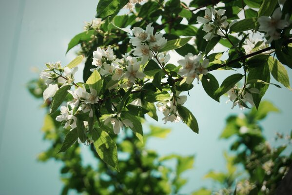 Jasmine flowers with white petals on a tree