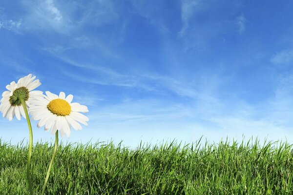 Zwei Gänseblümchen Wind auf dem Feld