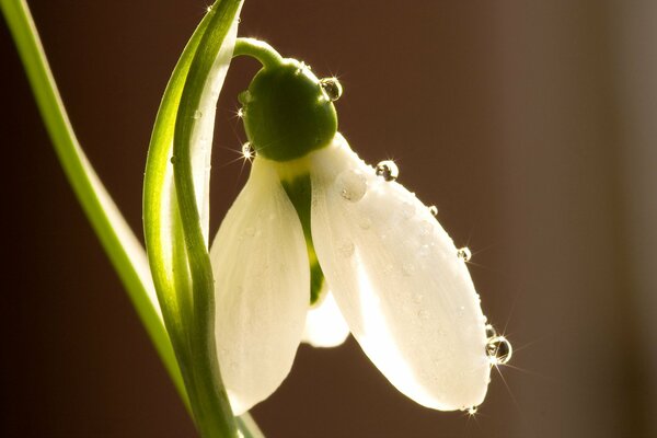 Bucaneve in macro gocce di rugiada