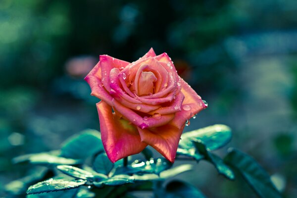 Hermosa rosa con gotas de agua