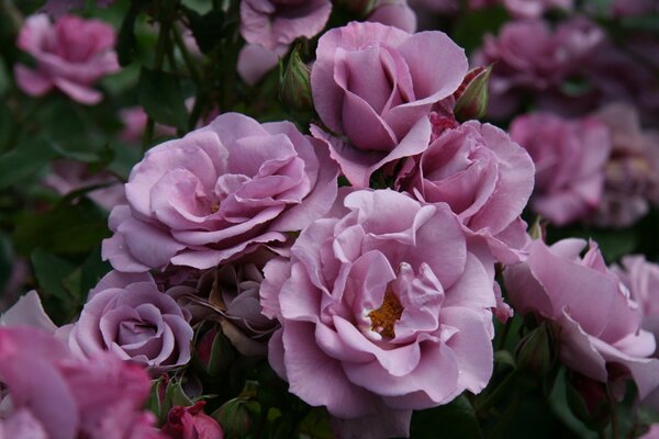 Entzückende rosa Farben der Vegetation