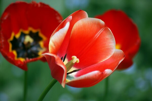 Leuchtend rote Tulpe auf Mohn Hintergrund