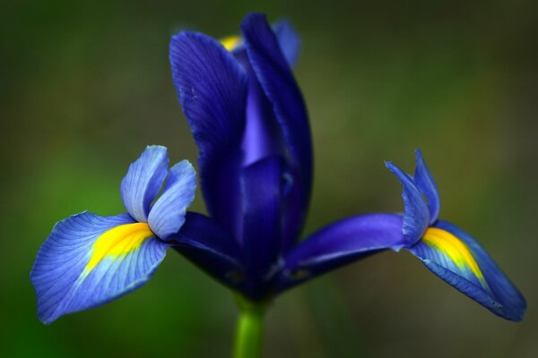 Iris bleu sur fond vert