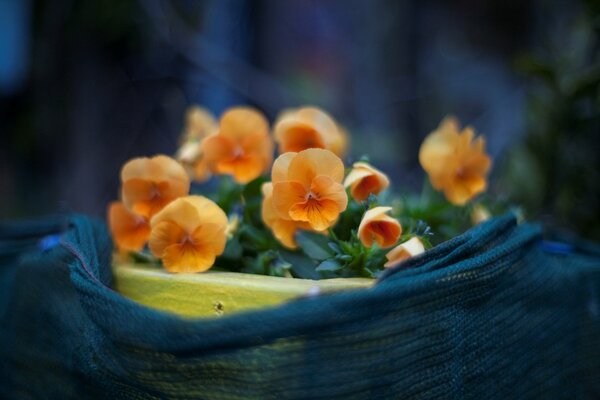 A bush of cute orange violets