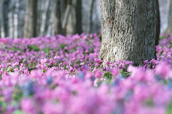 There are many violets in the forest in spring