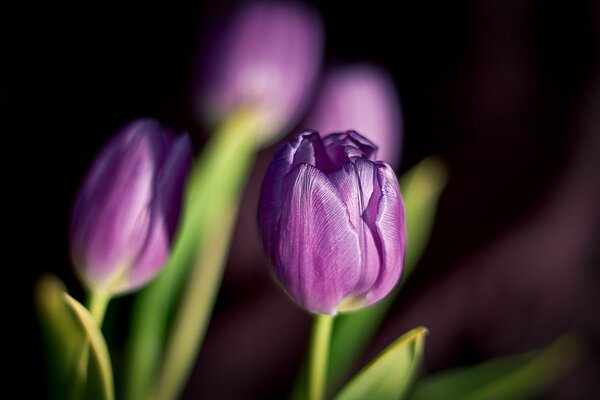 Pesando tulipanes con pétalos de color púrpura