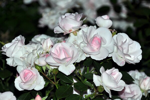 Blumenstrauß aus zarten weißen Rosen