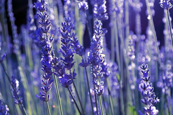 Fiori di lavanda lilla nel campo