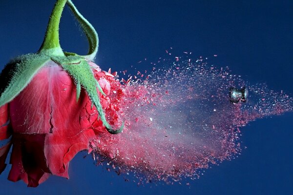 La bala golpeó una rosa roja