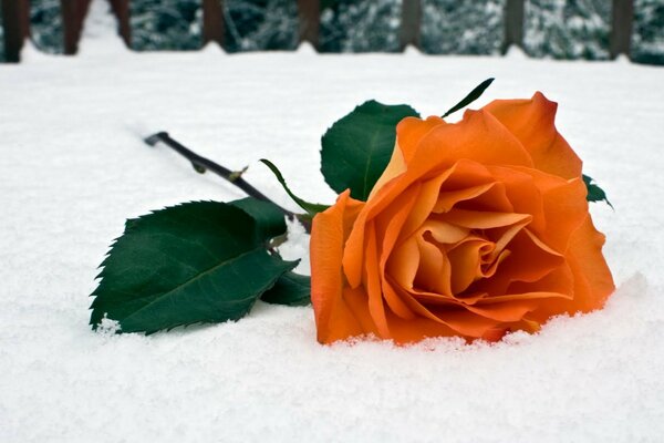 Eine orangefarbene Rose liegt im Schnee