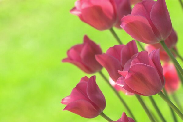 Pink tulips, on a bright green background