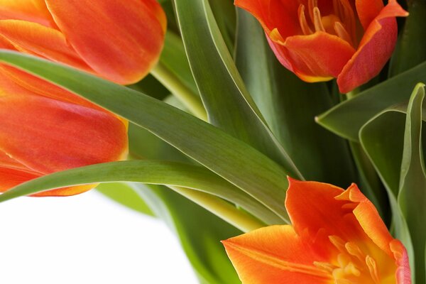 Bouquet de fleurs de tulipes orange