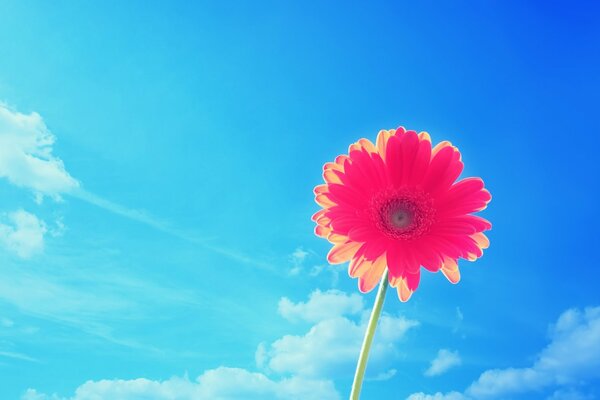 A flower on a blue sky background