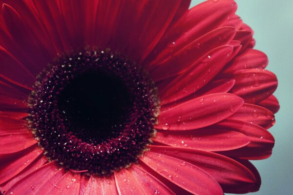 Fleur de gerbera rouge avec gouttes de rosée, gros plan