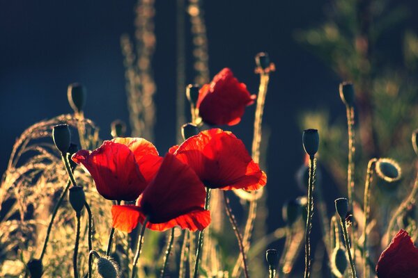 Foto de amapolas rojas y brotes al amanecer