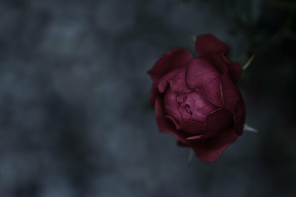 Rosa Bud texture fiore natura