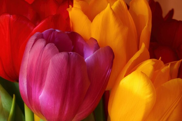 Multi-colored tulips yellow , pink, red