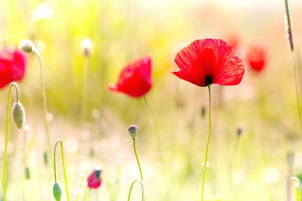 Foto de amapolas en el campo. Maki cerca