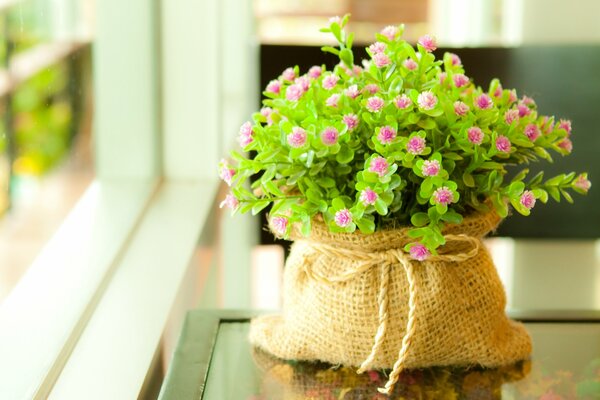 Houseplant in a pot-bag on the windowsill