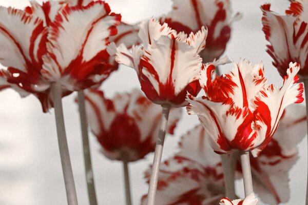 Tulipanes de primavera blanco y rojo sobre fondo blanco