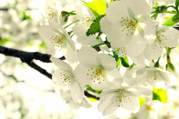 Floración de primavera de flores blancas de Manzano