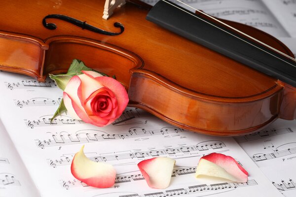 A rose flower with a violin on a music notebook