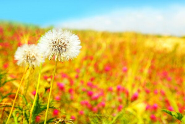 Summer ah summer dandelions bloom