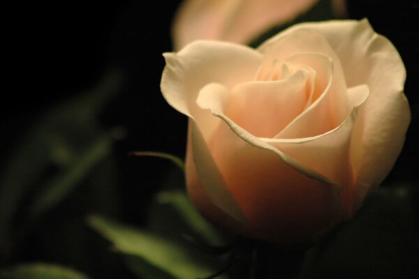 Beige Rose auf dunklem Hintergrund