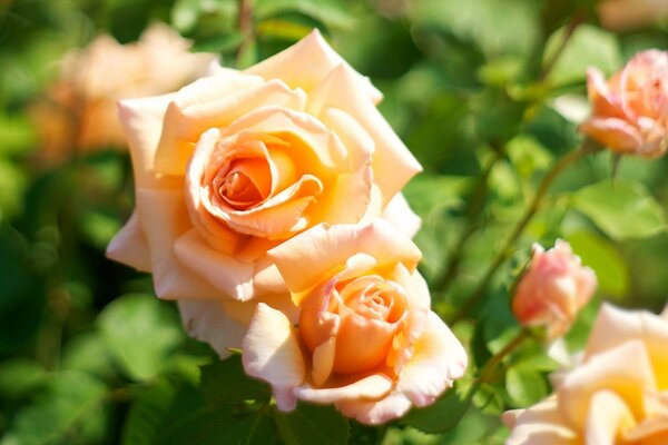 Rosas perfumadas de tu estado de ánimo