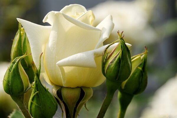 Schöne weiße Rose mit Knospen