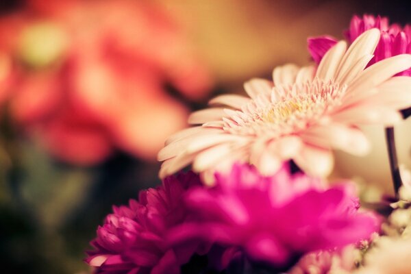 Skoncentruj się na kwiatku gerbera z różowymi płatkami