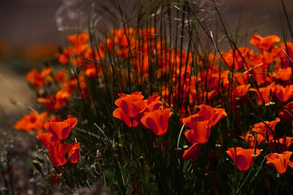 Rote Blütenblätter von Mohnblumen im Gras