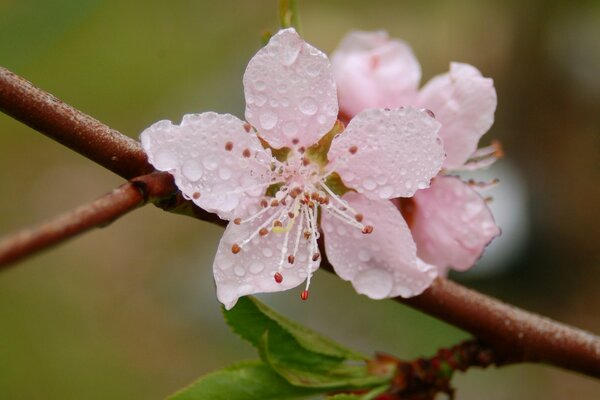 Flores Rosadas en gotas de cerca