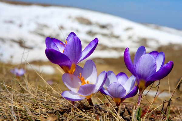 Crochi viola primaverili che si fanno strada Da Terra in mezzo alla neve