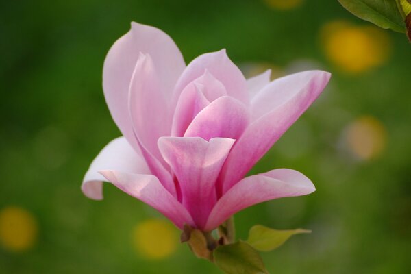 Fleur de Magnolia rose sur fond flou