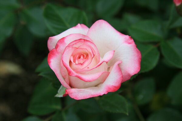 Rose flower on a green background