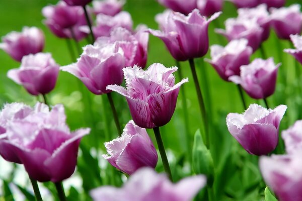 Knospen von Frühlingsblüten von Tulpen Nahaufnahme