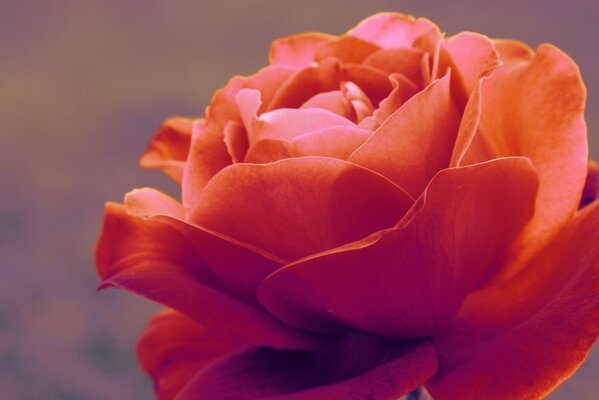 Bella rosa delicata dal primo piano