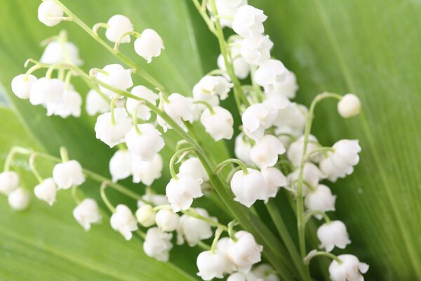 Spring bouquet of lilies of the valley with leaves