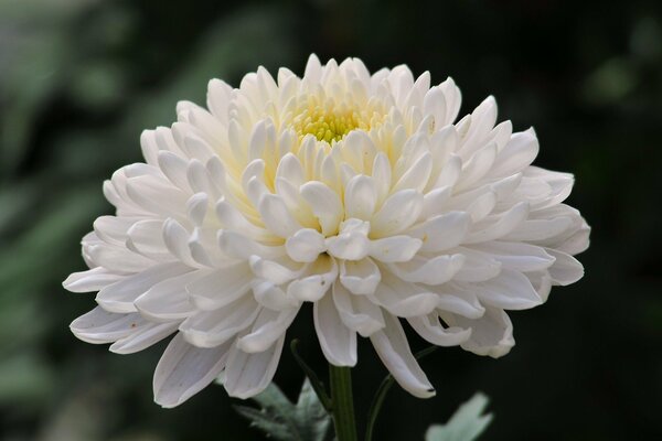 The best smell of chrysanthemum