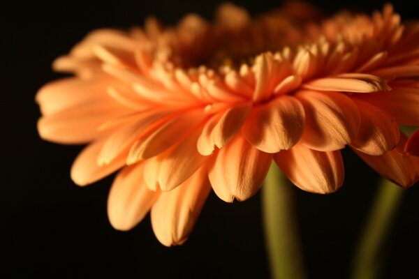 Flor de gerbera solitaria en la noche